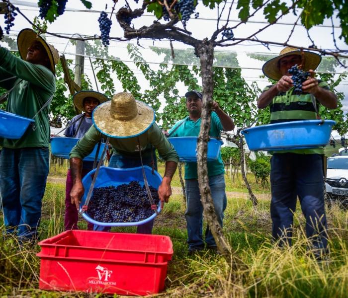 Villa Francioni encerra período de colheita com previsão de 100 mil garrafas de vinho