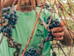 Com a colheita encerrada, Villa Francioni produzirá 120 mil garrafas de vinhos 