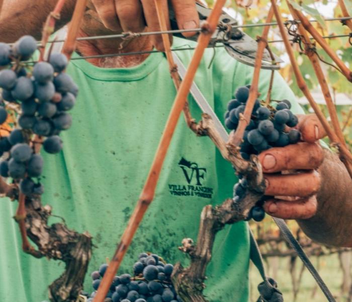 Com a colheita encerrada, Villa Francioni produzirá 120 mil garrafas de vinhos 